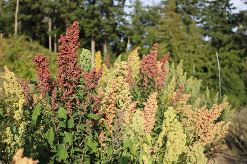 plantación de quinoa